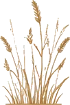 Wheat